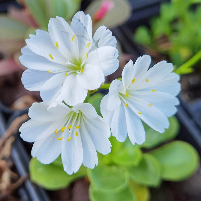 Lewisia cotyledon — formes claires photo
